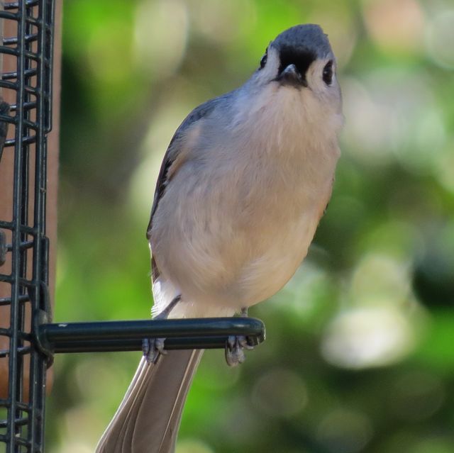 Tufted Titmouse