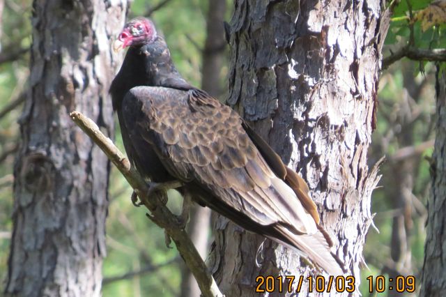 Turkey Vulture