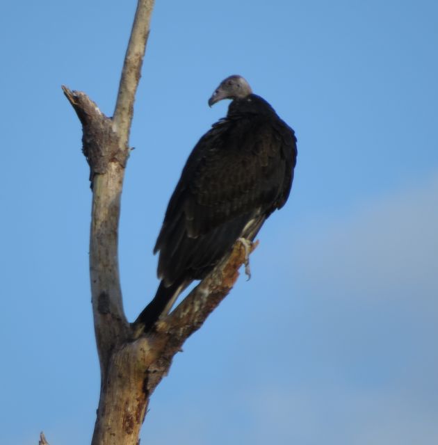 Turkey Vulture