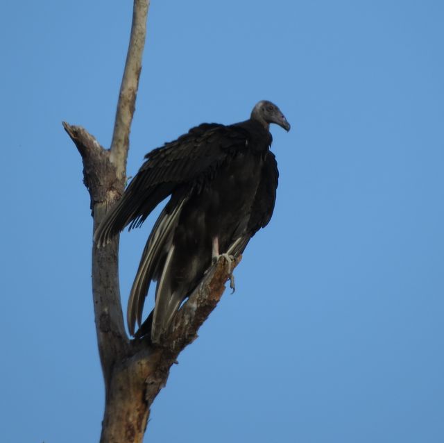 Turkey Vulture