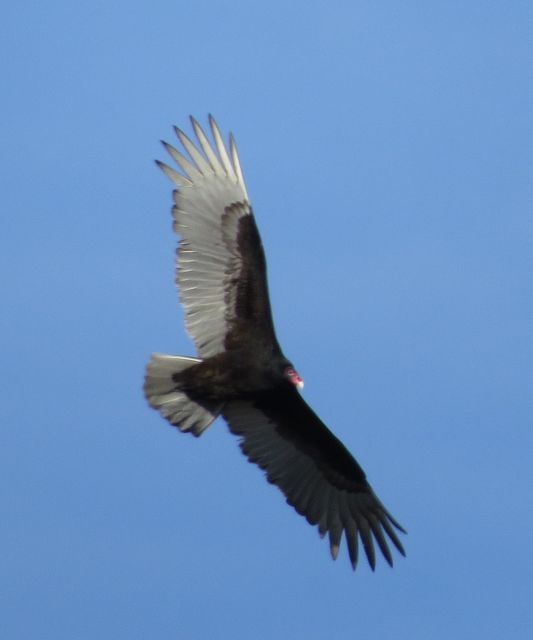 Turkey Vulture