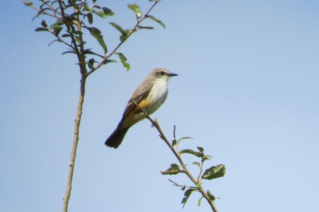 Vermilion Flycatcher