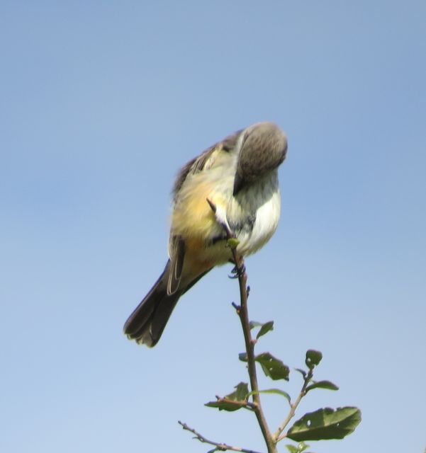 Vermilion Flycatcher