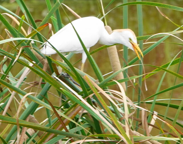 Western Cattle-Egret