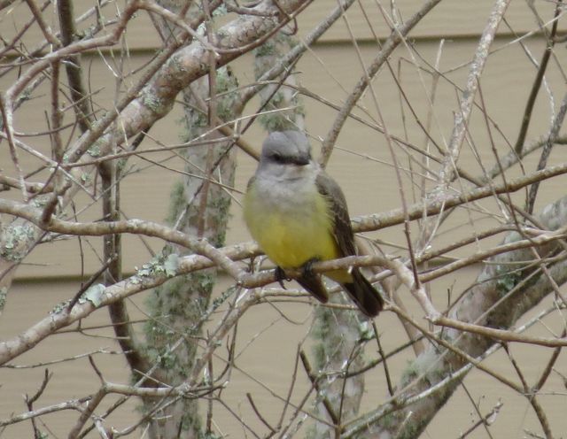 Western Kingbird