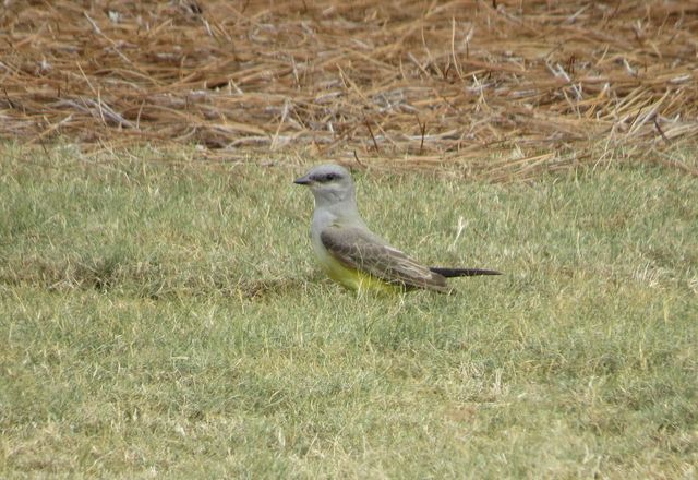 Western Kingbird