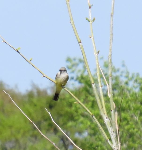 Western Kingbird