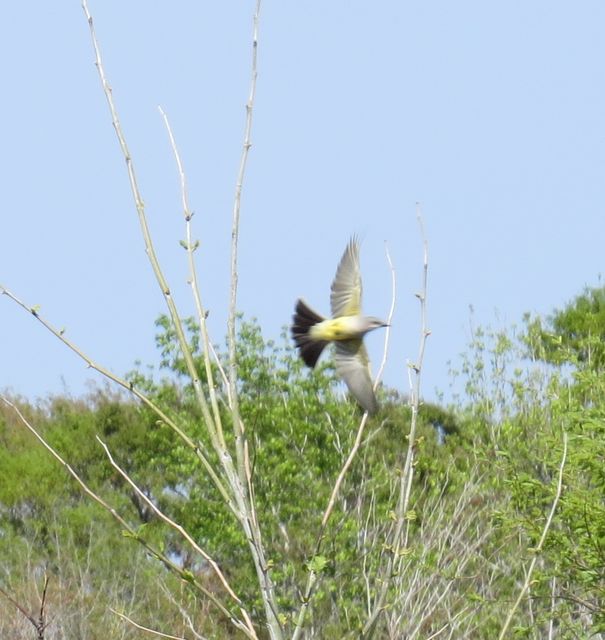 Western Kingbird
