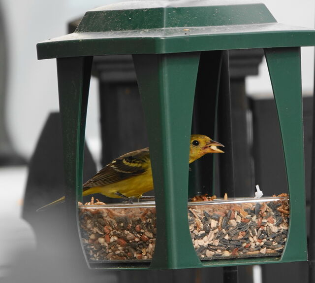 Western Tanager