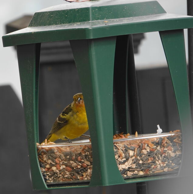 Western Tanager