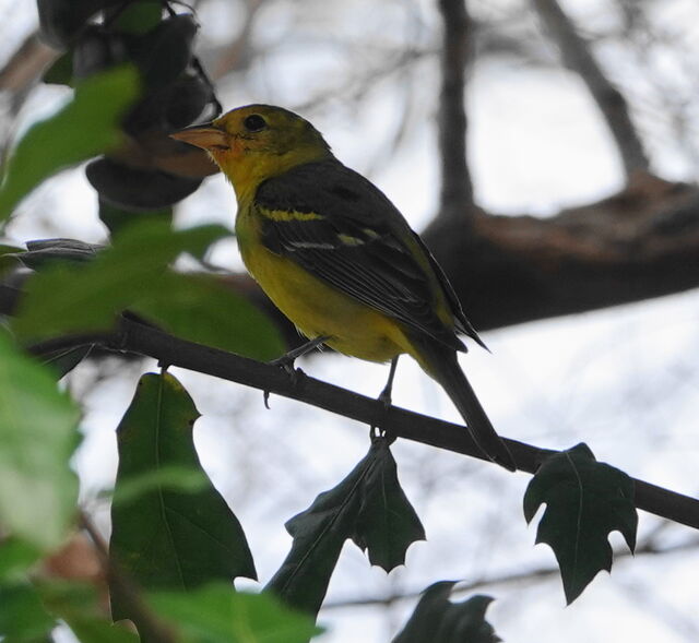 Western Tanager