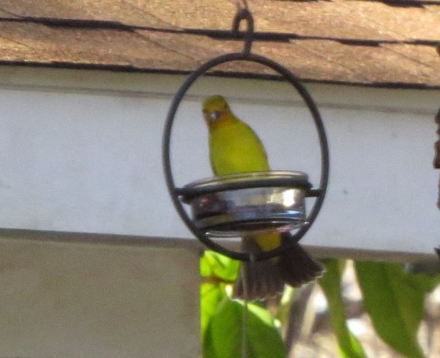 Western Tanager