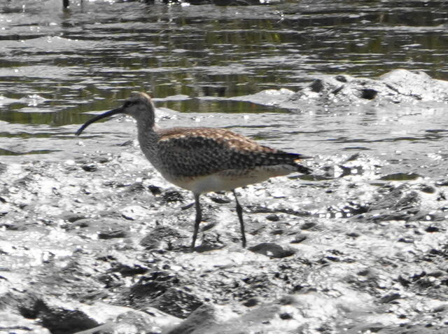 Whimbrel