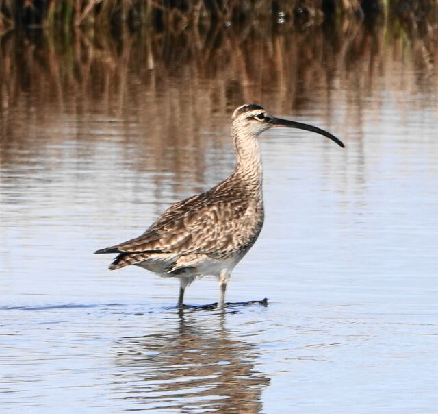 Whimbrel