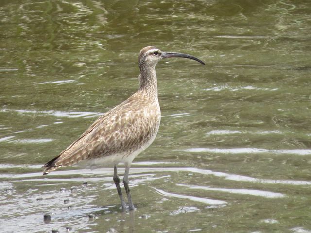 Whimbrel