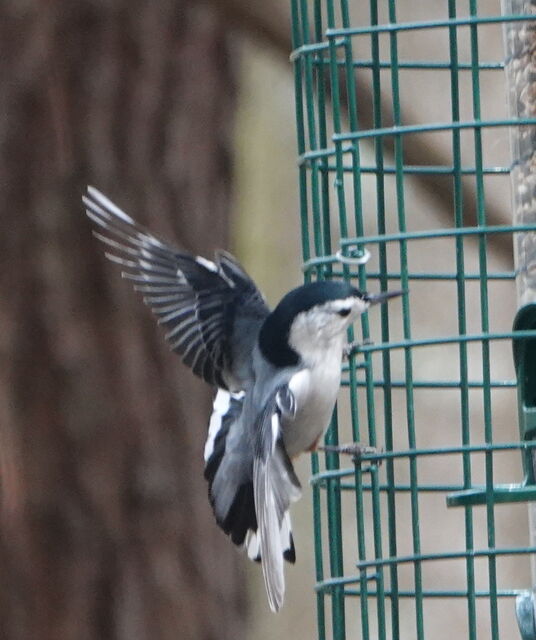 White-breasted Nuthatch