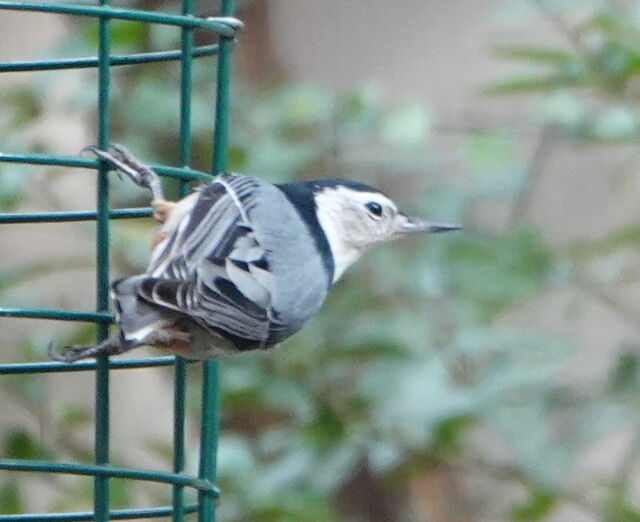 White-breasted Nuthatch