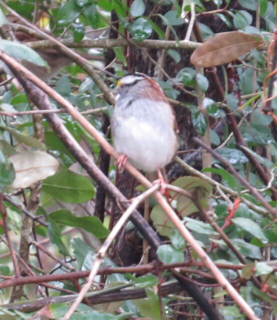 White-throated Sparrow