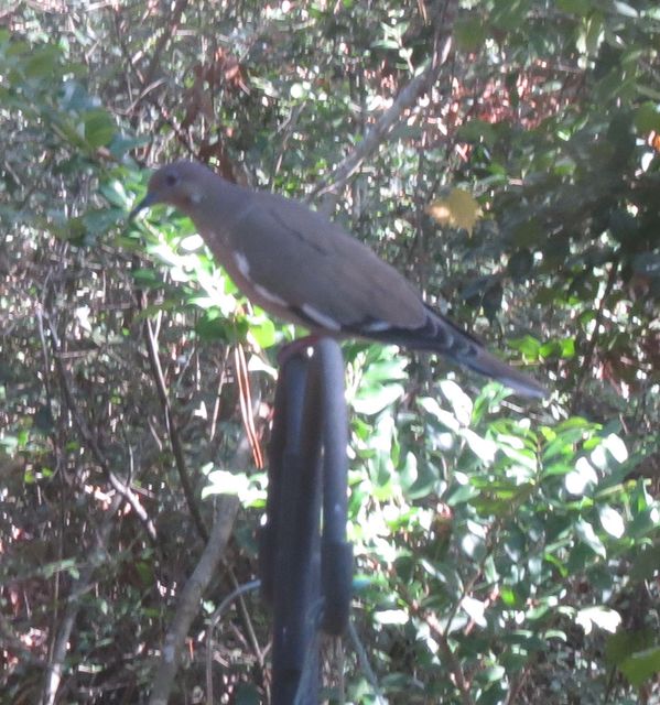 White-winged Dove