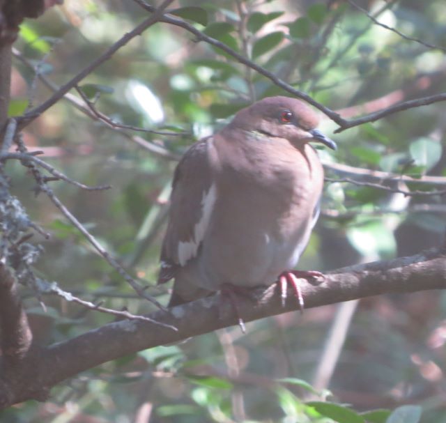 White-winged Dove
