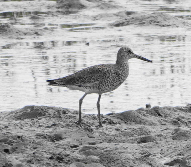 Willet