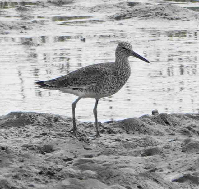 Willet