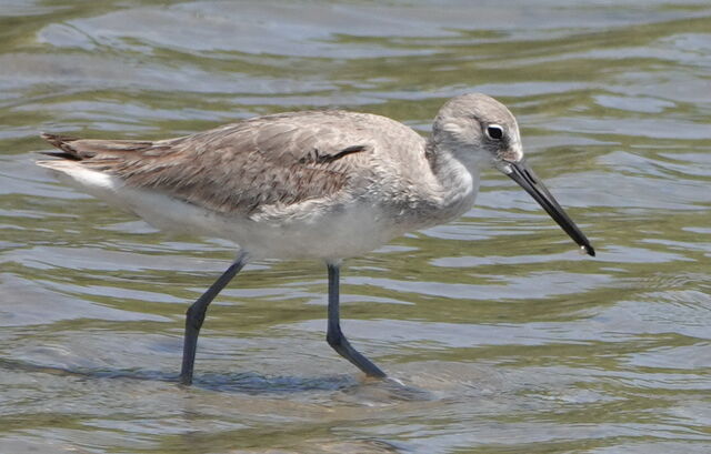 Willet
