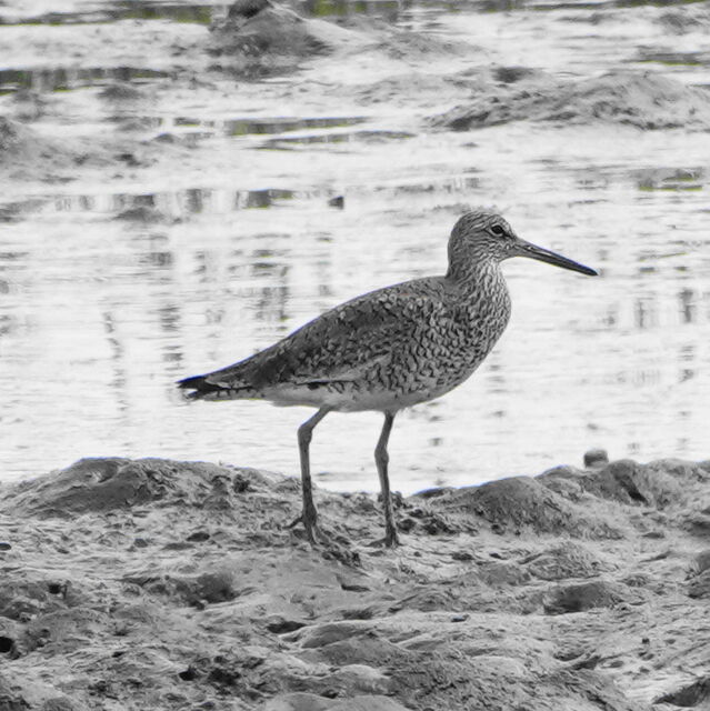 Willet