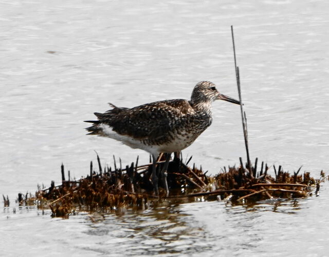 Willet