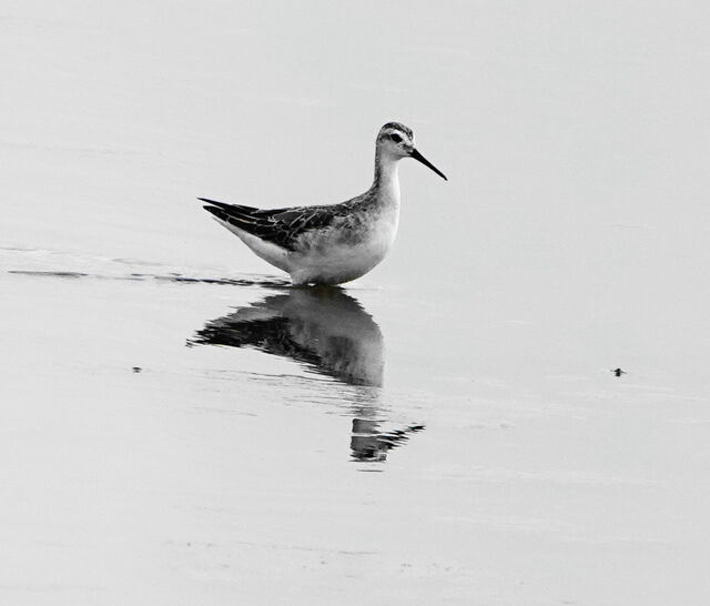 Wilson's Phalarope