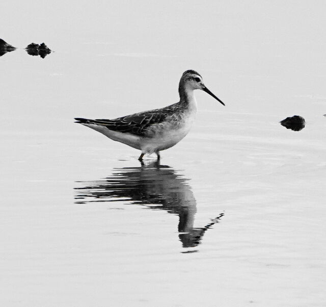 Wilson's Phalarope