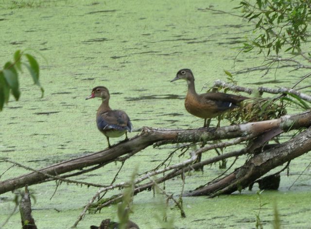 Wood Duck