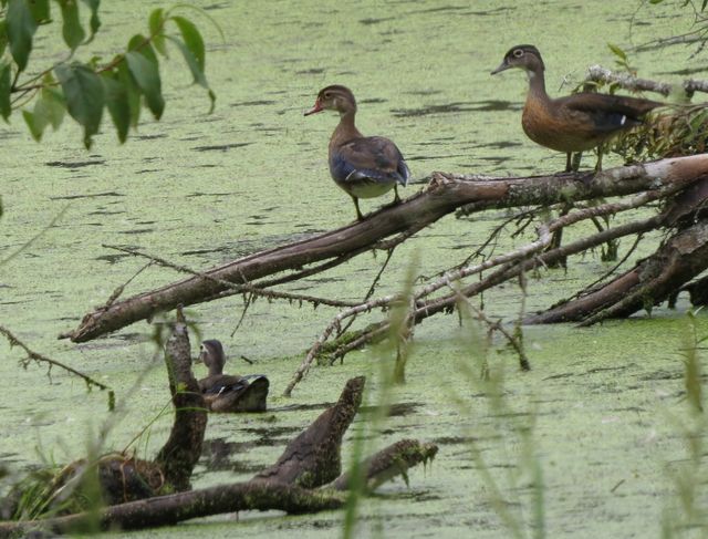 Wood Duck