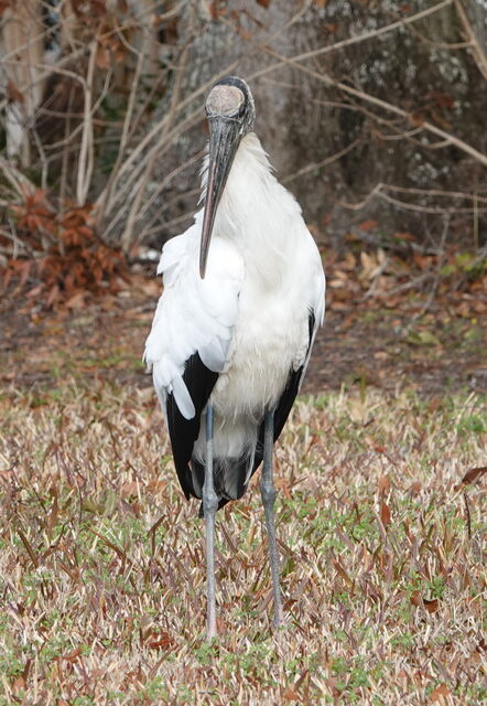 Wood Stork