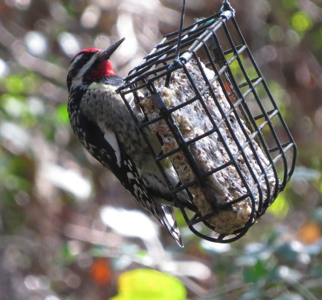Yellow-bellied Sapsucker