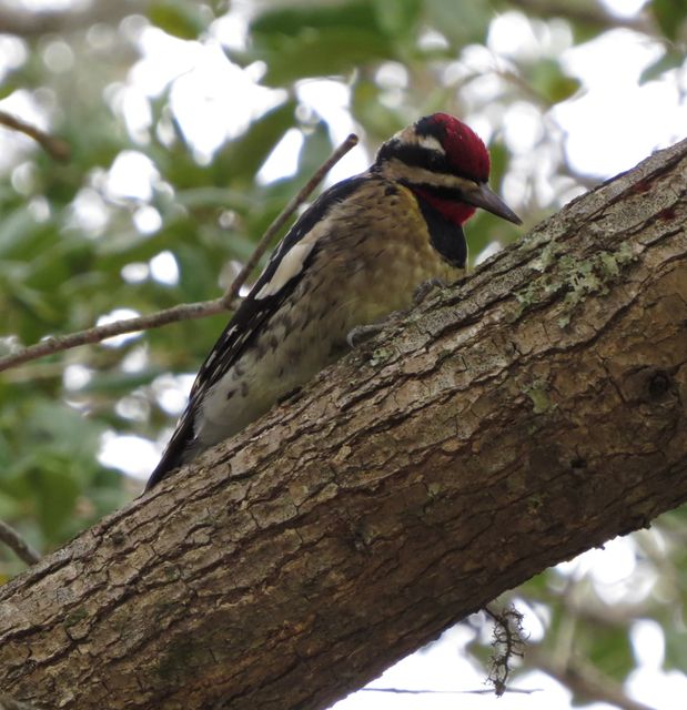 Yellow-bellied Sapsucker