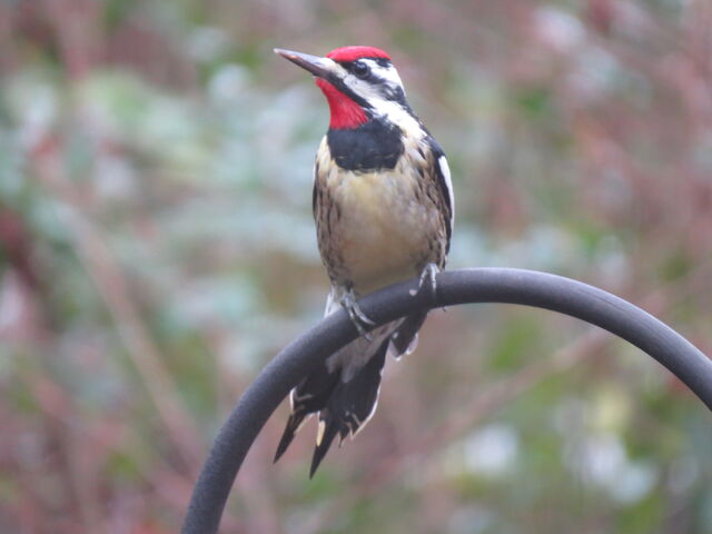 Yellow-bellied Sapsucker