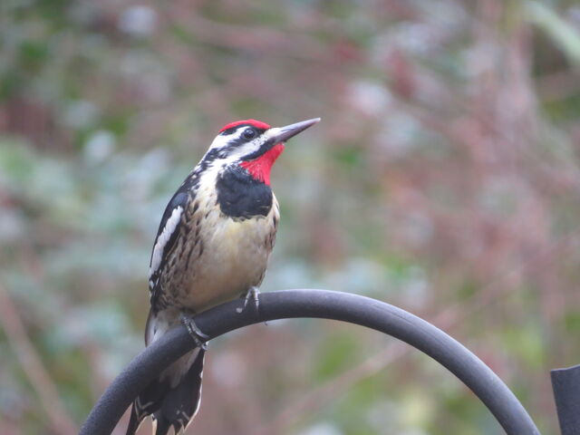 Yellow-bellied Sapsucker