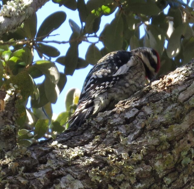 Yellow-bellied Sapsucker