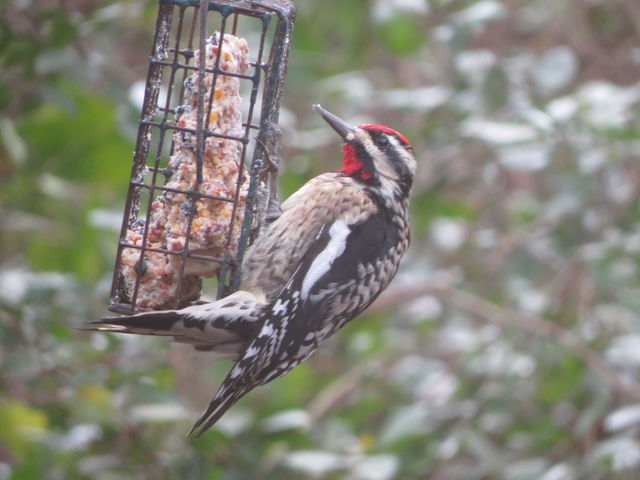 Yellow-bellied Sapsucker