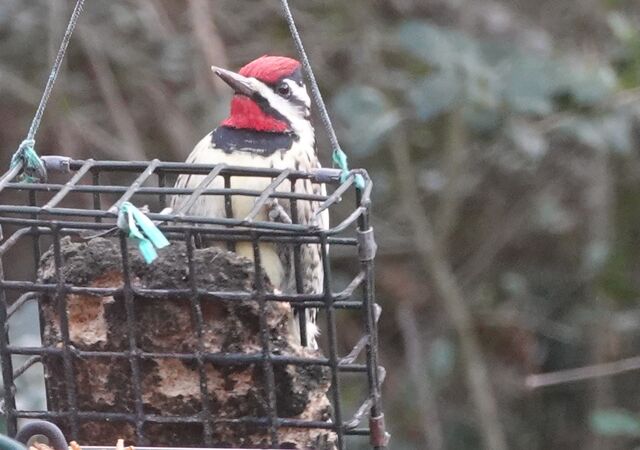 Yellow-bellied Sapsucker