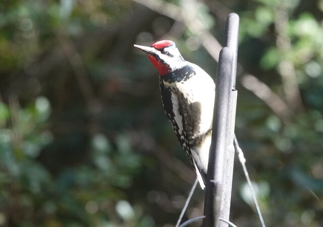 Yellow-bellied Sapsucker