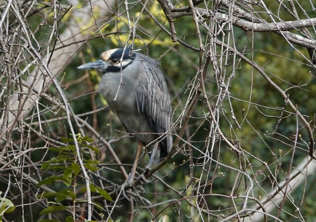 Yellow-crowned Night-Heron