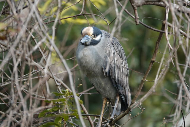 Yellow-crowned Night-Heron