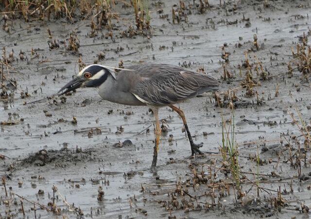 Yellow-crowned Night-Heron
