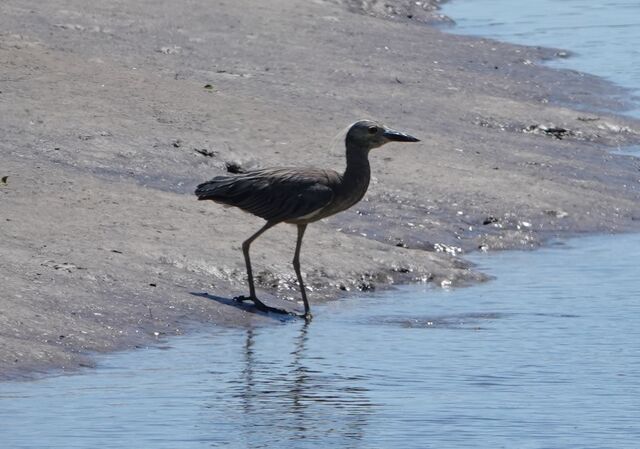Yellow-crowned Night-Heron