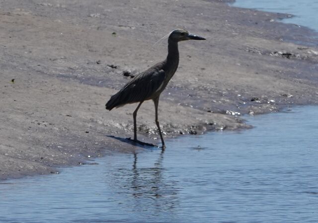 Yellow-crowned Night-Heron