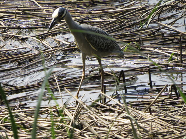 Yellow-crowned Night-Heron
