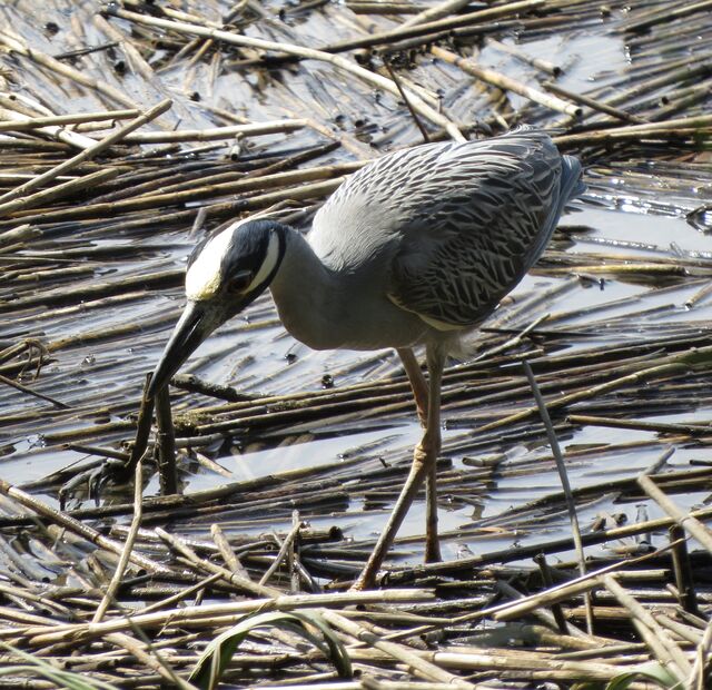Yellow-crowned Night-Heron
