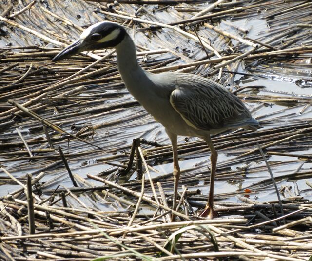 Yellow-crowned Night-Heron